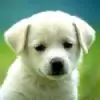 hempoo thumbnail