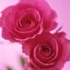 flowers4u thumbnail
