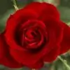 rumi.love thumbnail