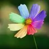RainbowWarrior thumbnail