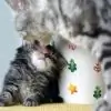 Janulicious thumbnail