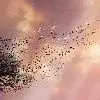 rnfandeboo Thumbnail