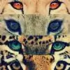 Purrrfect Thumbnail