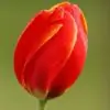 bee5 Thumbnail