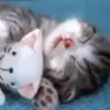 littlekitty thumbnail