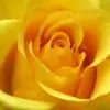 rosa.cricelli thumbnail