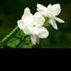 mallikaBalu thumbnail