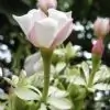 shreya_l thumbnail