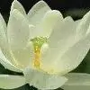 Nakusha thumbnail