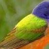 Painted-bunting thumbnail