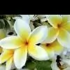 ayesha_80 thumbnail