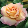 The_May_Rose thumbnail