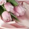 celestae Thumbnail