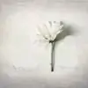 smiley_lizi thumbnail