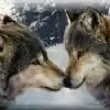 tiak thumbnail