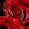 .sireesha. thumbnail