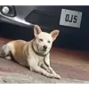 omshreejaanu thumbnail