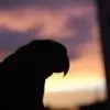PaintedSky thumbnail