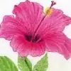 dutta_fan thumbnail