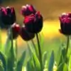 spring567 thumbnail