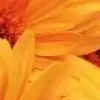 meravigiliso thumbnail