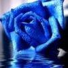 uniquebluerose