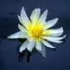 nan_10 thumbnail