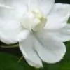 sunita_raj thumbnail