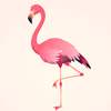 flamingoAK