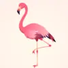 flamingoAK thumbnail