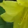 Rani2011 thumbnail