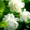 Madhuri53 thumbnail