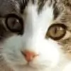 paljay thumbnail