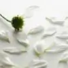 elegantpearl thumbnail