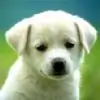 chithoo thumbnail