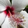 Aashi_saphire thumbnail