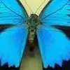 ananda29 thumbnail