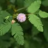 Sumaiya27 thumbnail