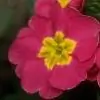 chandmeinchupi thumbnail
