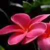 khwaish_245 thumbnail
