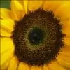 Sunflower11 thumbnail