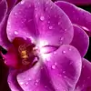 Mango_Melody thumbnail