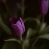 Mango_Melody thumbnail