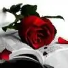 crystal-rose thumbnail