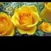 varshu27 thumbnail