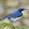 bluerobin thumbnail