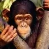 Chimpsy thumbnail