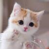 Anisha06