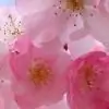 roseycheek thumbnail