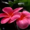 Nivedithachand thumbnail